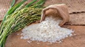 دبیر انجمن تولیدکنندگان و تامین کنندگان برنج: نگرانی در خصوص تامین برنج نداریم