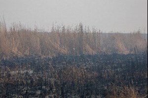 مدیرکل حفاظت محیط زیست خوزستان خبر داد: ورود مجدد هواپیمای آب‌پاش برای مهار آتش در بخش عراقی هورالعظیم