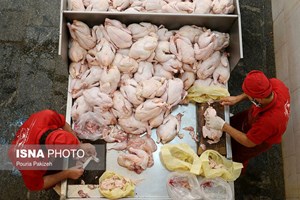 مدیرعامل شرکت پشتیبانی امور دام اعلام کرد: ابلاغ قرارداد خرید آتی تولید مرغ به استان‌ها/ نگرانی از بابت تامین مرغ نداریم