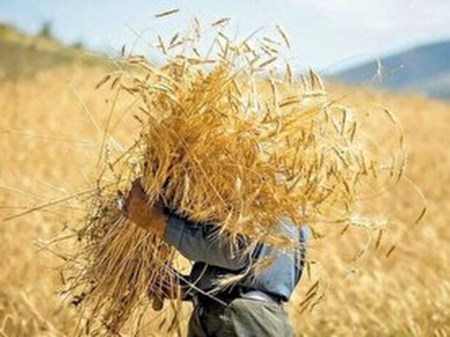 مطالبات گندمکاران تا پایان هفته تسویه می‌شود
