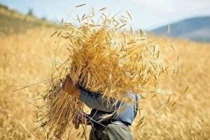 مطالبات گندمکاران تا پایان هفته تسویه می‌شود