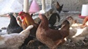 گزارشی از آنفلوانزای فوق حاد پرندگان نداشتیم