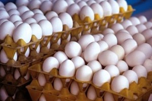 توزیع هر کیلو تخم مرغ ۸۰ هزار تومان کمتر از نرخ منطقی/تولید روزانه تخم مرغ ۵۰۰ هزار تن مازاد بر نیاز کشور
