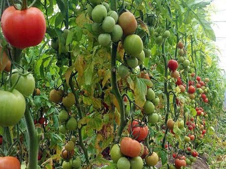 اتحادیه صادرکنندگان محصولات کشاورزی شمال خوزستان تشکیل می‌شود