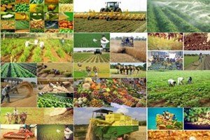 قیمت خرید تضمینی محصولات اساسی چگونه تعیین میشود؟