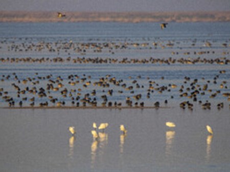 هشدار تکرار آتش‌سوزی‌های «هورالعظیم» در تابستان پیش رو