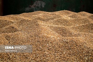 مدیر کل غله و خدمات بازرگانی خوزستان خبر داد: واردات بیش از یک میلیون تن گندم به کشور از ابتدای امسال
