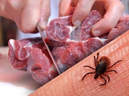 فعالیت کنه‌های ناقل تب کریمه کنگو در تابستان / توصیه‌های مهم وزارت بهداشت برای پیشگیری