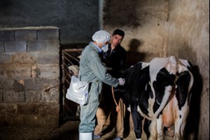 رییس اداره بیماری‌های قابل انتقال بین انسان و حیوان وزارت بهداشت: «تب برفکی» به انسان منتقل نمی‌شود / محصولات دام‌های مبتلا وارد بازار نمی‌شود