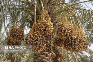 بیش از ۲۸۰۰ تن خارک و رطب از نخیلات حمیدیه برداشت می‌شود