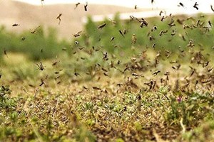 فعال شدن ۱۴۰ گروه پایش ملخ صحرایی در خوزستان