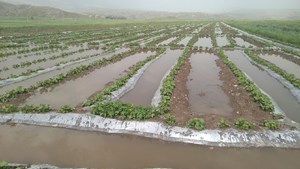 کشاورزان اهوازی خواستار برآورد و پرداخت خسارت بارندگی از سوی جهاد نصر هستند
