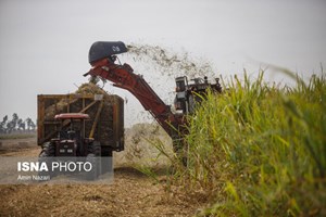 آغاز برداشت نیشکر در خوزستان/ بیش از ۶ میلیون تن نیشکر برداشت می‌شود