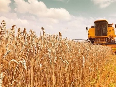 مطالبات گندمکاران تا پایان مهرماه تسویه می‌شود