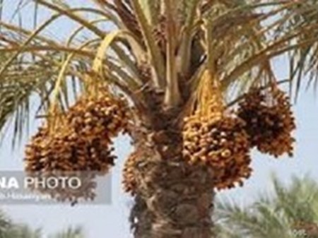 به مناسبت روز ملی خرما مطرح شد: ایران دومین تولیدکننده خرما در جهان؛ صادرات در تنگنای محدودیت‌ها