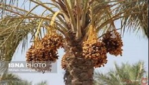 به مناسبت روز ملی خرما مطرح شد: ایران دومین تولیدکننده خرما در جهان؛ صادرات در تنگنای محدودیت‌ها