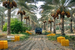 رییس انجمن ملی خرما ایران خبر داد: صادرات ۲۷۰ میلیون دلار خرما در سال جاری/ ایران سومین تولیدکننده خرما در جهان