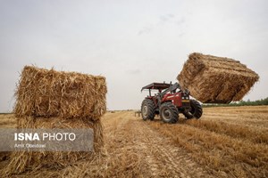 مدیر کل غله و خدمات بازرگانی استان خبر داد: واریز تاکنون ۵ هزار میلیارد تومان به حساب کشاورزان خوزستانی