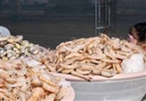خوزستان پنجمین تولیدکننده میگو در کشور است