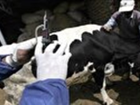 واکسیناسیون بیش از ۵۹ میلیون راس دام علیه تب برفکی/فرآورده‌های لبنی و گوشت موجود در بازار سالم هستند