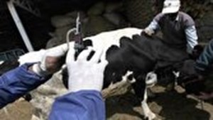 واکسیناسیون بیش از ۵۹ میلیون راس دام علیه تب برفکی/فرآوردههای لبنی و گوشت موجود در بازار سالم هستند