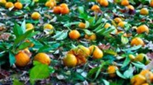 کمبودی در عرضه میوههای پاییز نداریم