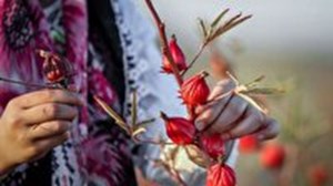 ۱۹ آبان ، برگزاری چهارمین جشنواره استانی شکرانه برداشت چای ترش در کارون