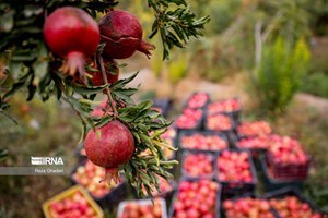 مقام مسئول وزارت جهاد کشاورزی: برآورد تولید بیش از ۱.۳ میلیون تن انار/ ایران غنی ترین ذخایر ژنتیکی جهان را داراست