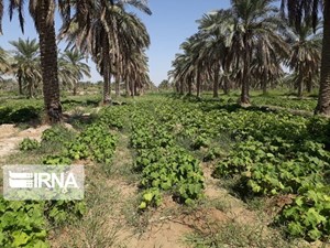 توسعه پوشش بیمه‌ای باغات و نخلستان‌های در جنوب غرب خوزستان