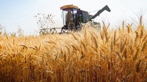 خودکفایی گندم سال آینده محقق میشود/ واردات گندم در تضاد با سیاست خودکفایی است