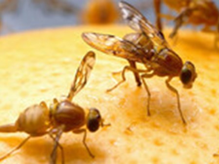 رئیس سازمان حفظ نباتات مطرح کرد: لزوم استفاده از سامانه‌های پیش‌آگاهی برای مبارزه با آفات