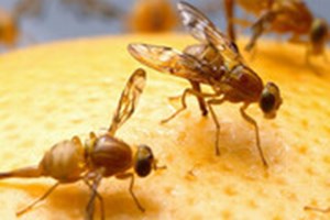 رئیس سازمان حفظ نباتات مطرح کرد: لزوم استفاده از سامانه‌های پیش‌آگاهی برای مبارزه با آفات