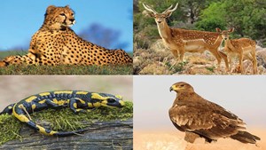 ۷۶ گونه جانوری در معرض انقراض هستند