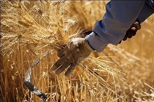 نرخ منطقی خرید تضمینی هرکیلو گندم ۶۰ هزارتومان