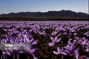 یک فعال صنعت زعفران عنوان کرد: زعفران ایران به کدام کشورها صادر می‌شود؟ / کاهش صادرات به چین