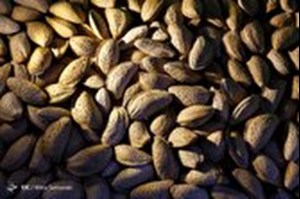 ۸۰درصد خشکبار ایران صادر می شود