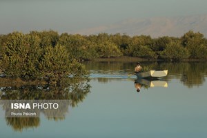 مدیرکل دفتر حفاظت از زیستبومهای سازمان محیط زیست خبر داد: کاشت ۱۰۰ هزار اصله «نهال حرا» در ۲ استان جنوبی کشور