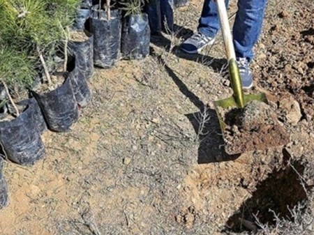 ۳۰ درصد طرح کاشت یک میلیارد درخت به زراعت چوب اختصاص دارد