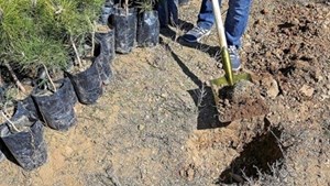 ۳۰ درصد طرح کاشت یک میلیارد درخت به زراعت چوب اختصاص دارد