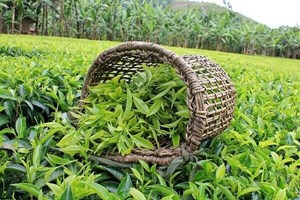 خرید تضمینی برگ سبز چای به بیش از ۴۰ هزارتن رسید