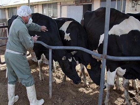 شناسایی سویه جدید تب برفکی در ایران پس از ۴۲ سال/ هشدار سازمان دامپزشکی