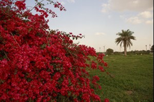 ایجاد بوستان‌های میوه در مناطق شهری اهواز/ اجرای طرح هر خانه یک نهال