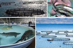 تهیه بستههای حمایتی در راستای تولید دانشبنیان و اشتغال کارآفرین