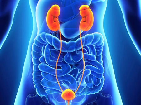 مؤثرترین رژیم غذایی برای سلامت مثانه