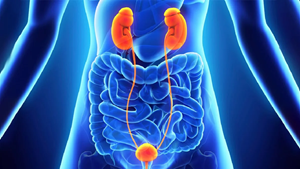 مؤثرترین رژیم غذایی برای سلامت مثانه