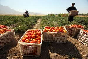 ارائه الگوی کشت تابستانه برای بخشی از اراضی کشاورزی خوزستان