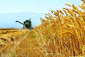 کشت ۹۰ درصدی گندم و جو در دیمزارهای کشور