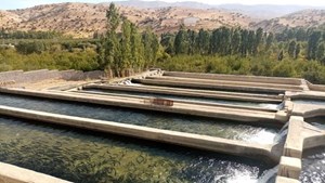 تولید آبزیان ۲۵۰ هزار تن افزایش مییابد