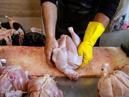 قیمت مرغ با کاهش گرمای هوا متعادل می‌شود