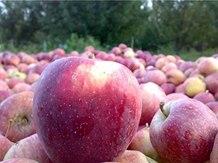 میوه به اندازه کافی تامین و ذخیره‌سازی شده است